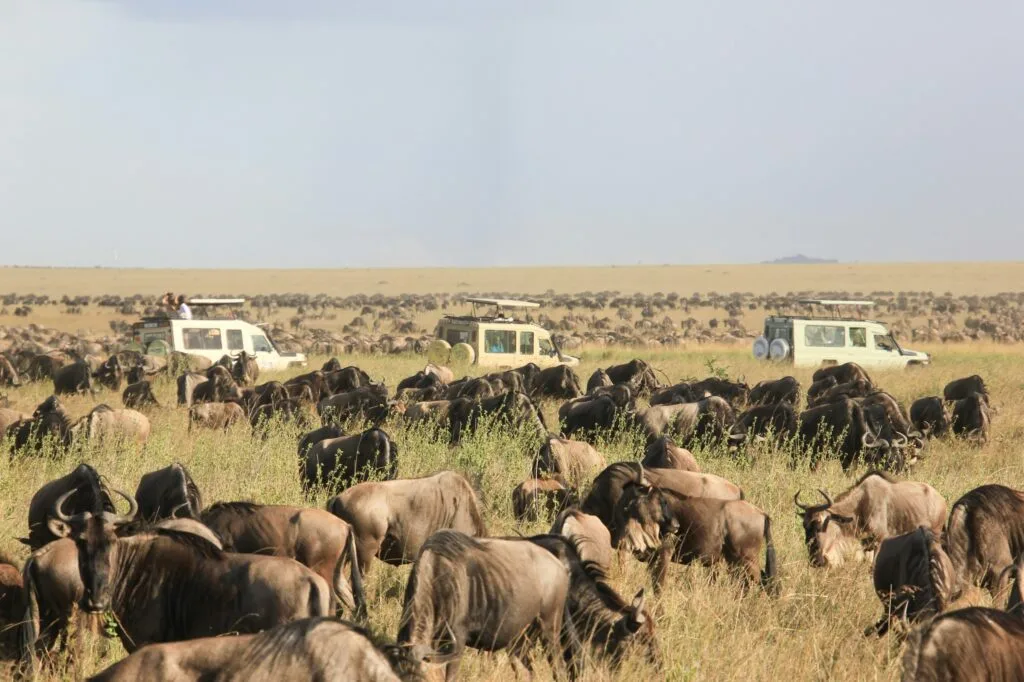 A Safari Spectacle A Safari Spectacle