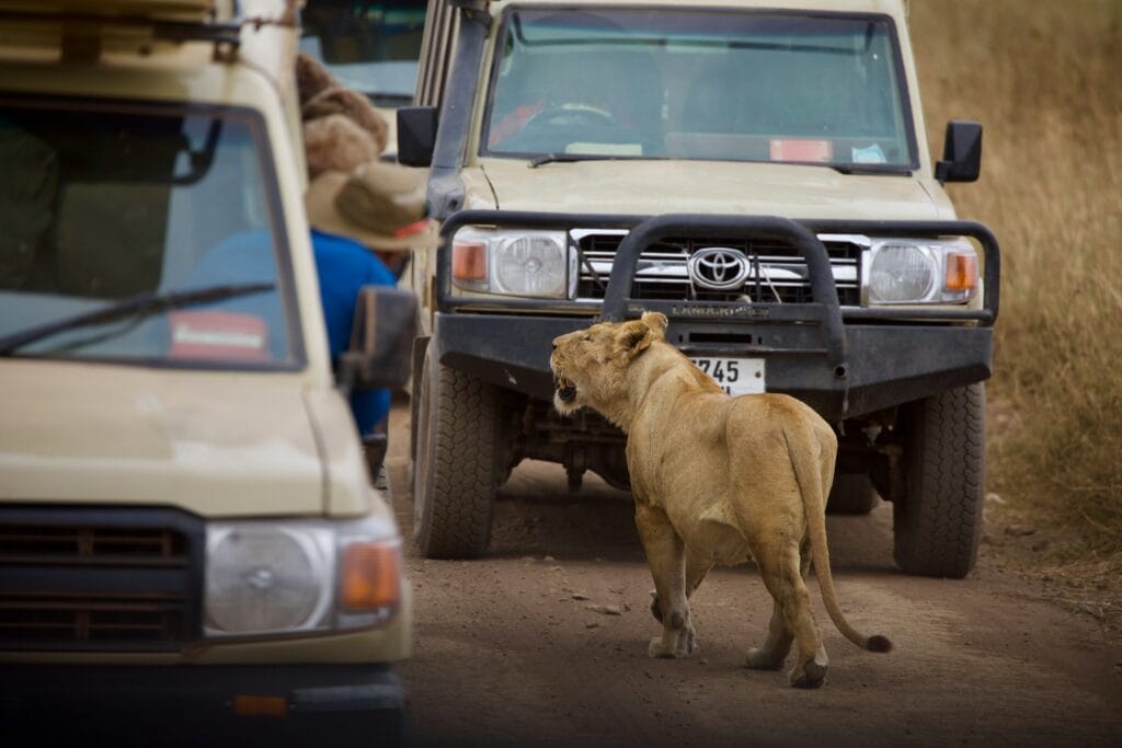 Guided vs Self-Guided Safaris: Which is Best for You?