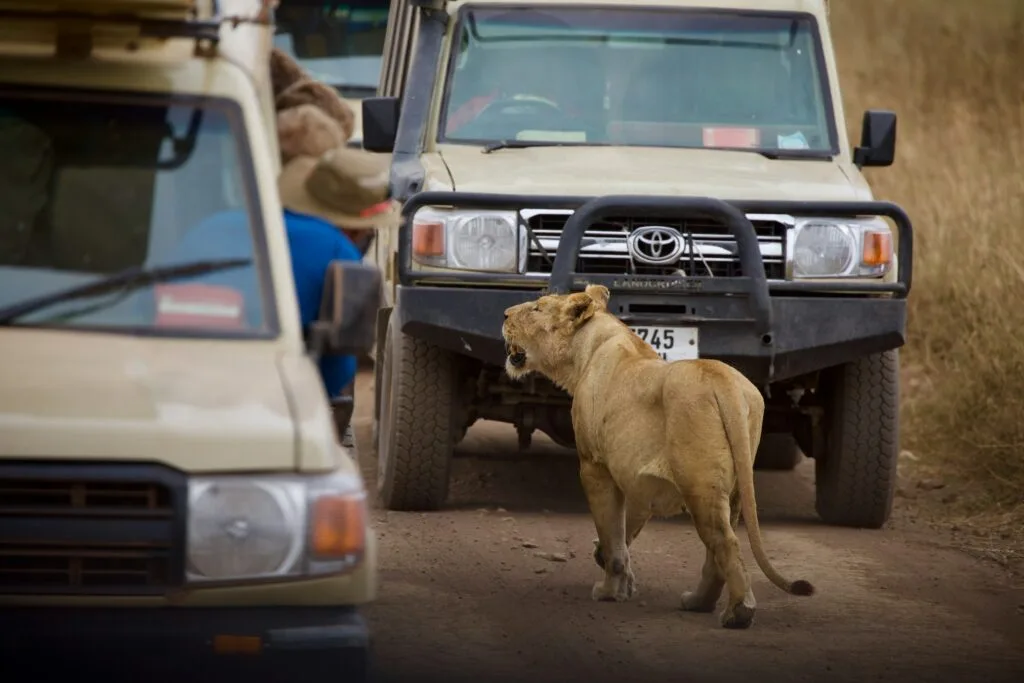 Guided vs Self-Guided Safaris: Which is Best for You? Guided vs Self-Guided Safaris: Which is Best for You?