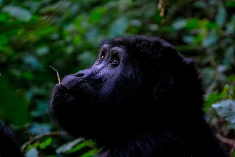 The Best Time to go Gorilla Trekking in Uganda