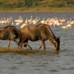 10-Day Kenya and Tanzania Wildlife Safari - Demic Africa (5)
