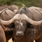 5-Day Kenya Wildlife Private Safari - Demic Africa.jpg (10)