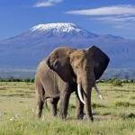 7-Day Kenya Wildlife Adventure Safari - Demic Africa