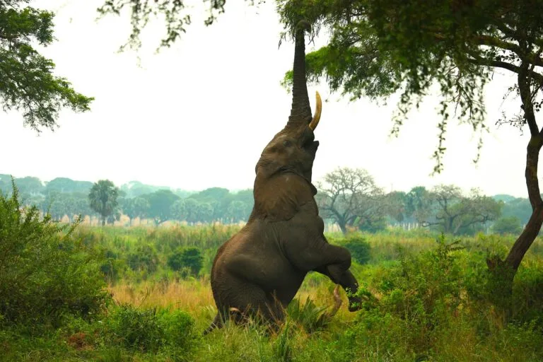 The Ultimate Guide to Traveling East Africa