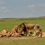 10-Day Kenya Wildlife Cultural Safari - Demic Africa (10)