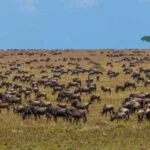 12-Day Kenya Great Wildebeest Migration Safari - Demic Africa (17)