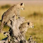 4-Day Kenya Wildlife Cultural Safari - Demic Africa (5)