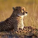 4-Day Kenya Wildlife Cultural Safari - Demic Africa (6)