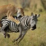 5-Day Kenya Great Wildebeest Migration Safari - Demic Africa
