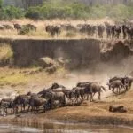 5-Day-Kenya-Great-Wildebeest-Migration-Safari-Demic-Africa-5