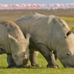 5-Day Kenya Wildlife Big 5 Safari - Demic Africa (5)