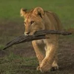 6-Day Kenya Wildlife Bird Watching Safari - Demic Africa