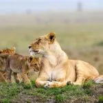 7-Day Kenya Wildlife Big 5 Safari - Demic Africa (7)