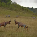 ads_kenya_000091601