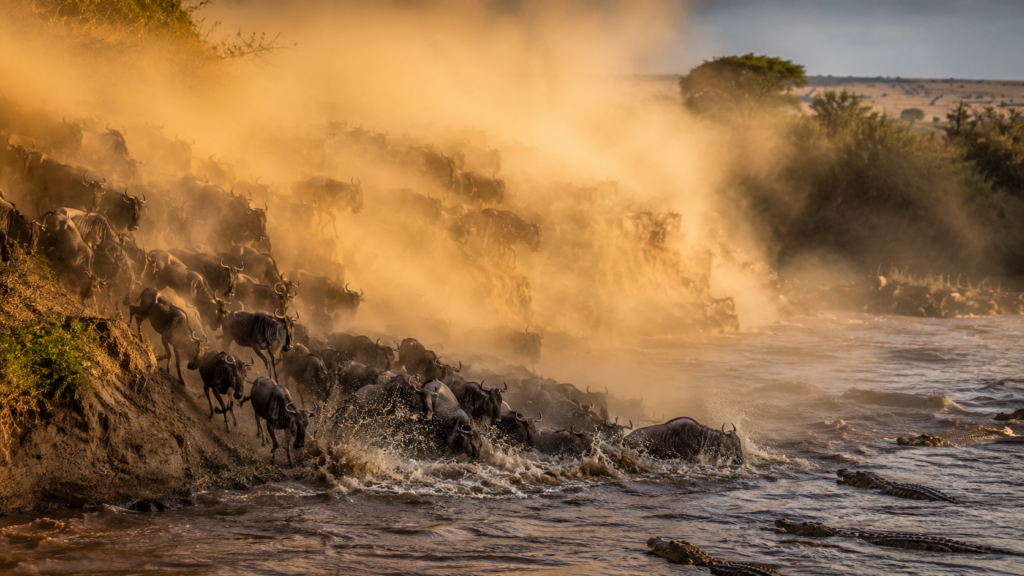 demic africa wildebeest river crossing at golden hour photoroom